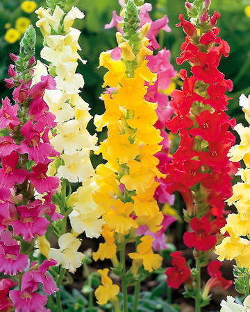 Semillas de boca de dragón mezcla alta (Antirrhinum majus) – flor anual