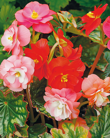 Semillas mixtas (Begonia semperflorens) – mezcla anual