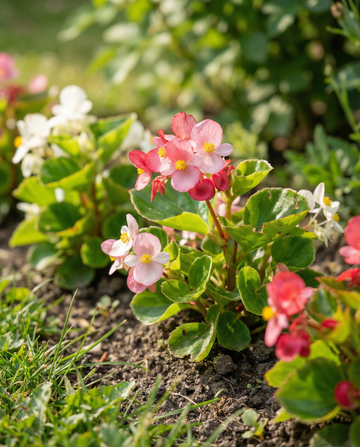 Mixed (Begonia semperflorens) – semillas de mezcla anual de SeedsChoice