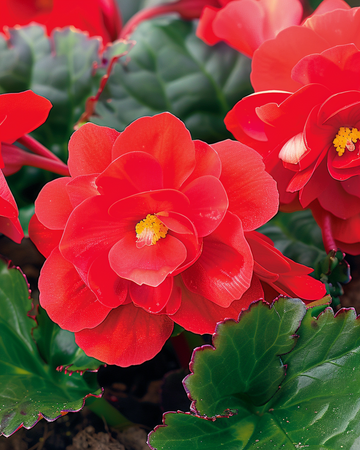 Semillas de Red Comet (Begonia semperflorens) – anual