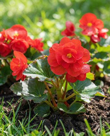Red Comet (Begonia semperflorens) – semillas anuales de SeedsChoice