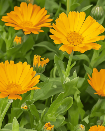 Sementes de calendula (Calendula arvensis) – flor anual