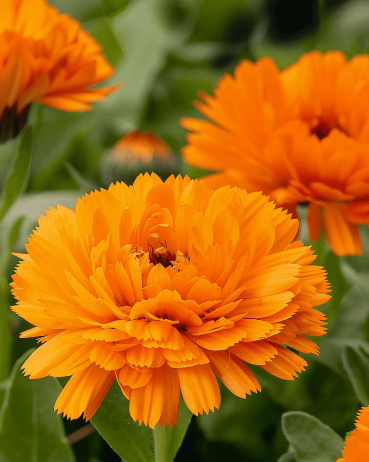Semillas de caléndula Orange King (Calendula officinalis) – flor anual