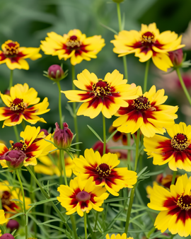 Semillas de coreopsis dorada Coreopsis tinctoria mezcla anual