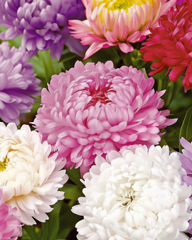 Semillas de Aster Callistephus Chinensis Paeony Flowered Mezcla Anual