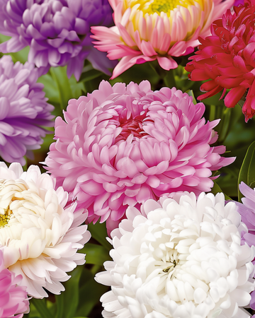 Semillas de Aster Paeony Flowered Mixed (Callistephus chinensis) – flor anual