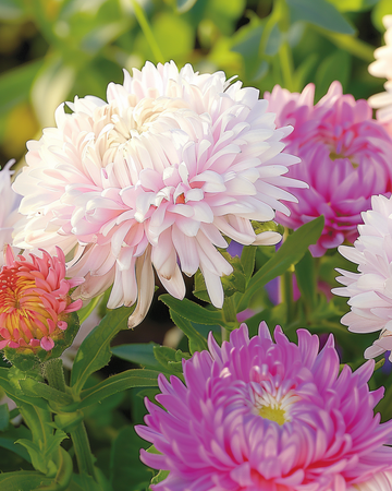 Semillas de Aster Ostrich Feather Mixed (Callistephus chinensis) – mezcla anual