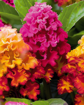 Semillas de Cockscomb Celosia argentea mezcla anual