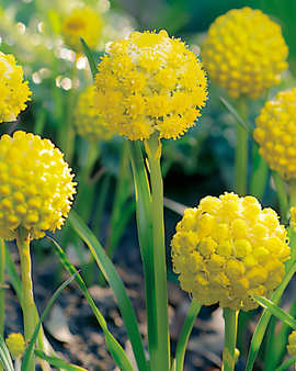 Pineapple Flower Seeds Cephalophora Aromatica Annual