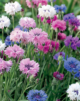 Sementes de centáurea mista Centaurea cyanus anual
