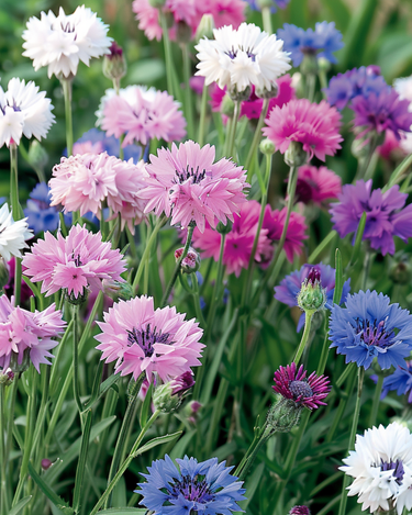 Semillas de aciano Mixto (Centaurea cyanus) – flor anual