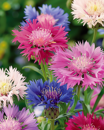 Sementes de Sultan Doce em Cores Mistas (Centaurea moschata) – mistura anual