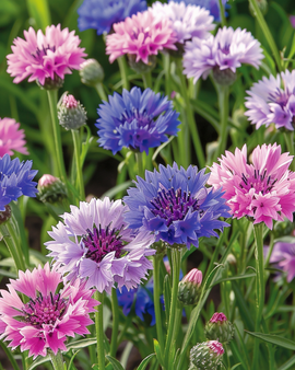 Semillas de aciano Polka Dot Mix Centaurea cyanus anual
