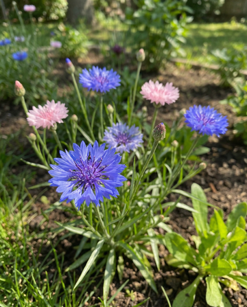 Aciano Polka Dot Mix (Centaurea cyanus) – semillas de flor anual de SeedsChoice