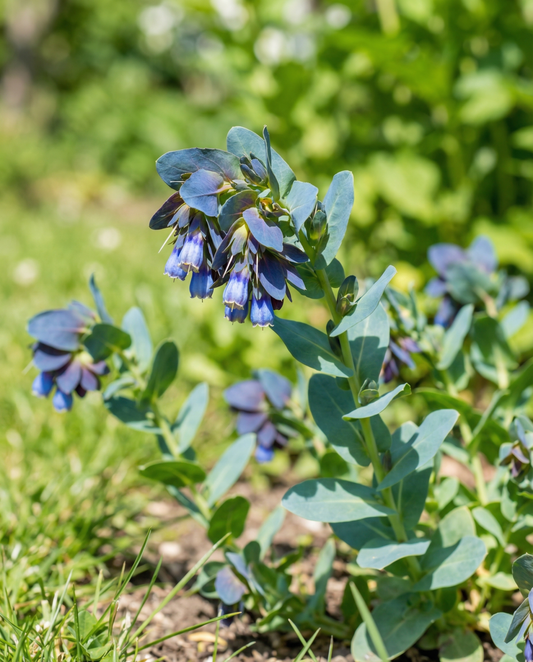 Semillas de ceriflor Pride Of Gibraltar (Cerinthe major) – flor anual de SeedsChoice