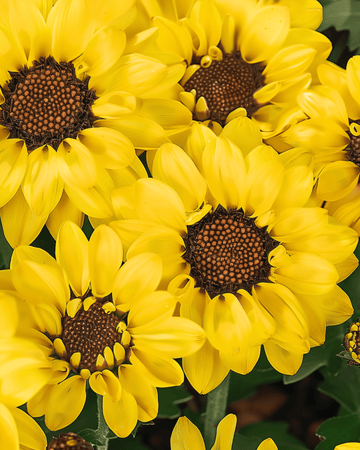 Sementes de crisântemo-dos-campos Eldorado (Chrysanthemum segetum) – flor anual
