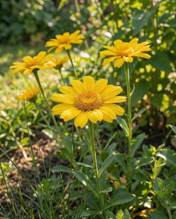 Crisântemo-dos-campos Eldorado (Chrysanthemum segetum) – sementes de flor anual da SeedsChoice