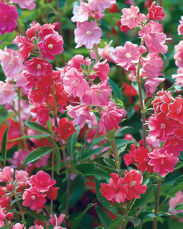 Sementes de mistura de flores duplas Double Flowered Mixed (Clarkia unguiculata) – flor anual