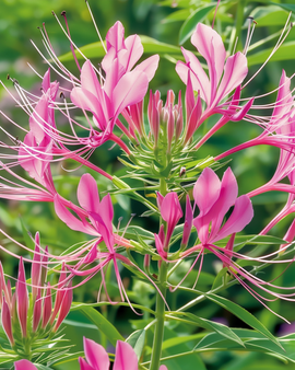 Sementes de Spider Plant Rose Queen Cleome hassleriana Flor Anual