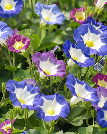 Sementes mistas (Convolvulus tricolor) – mistura anual