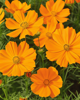 Semillas de Cosmos Sunset Cosmos Sulphureus flor anual