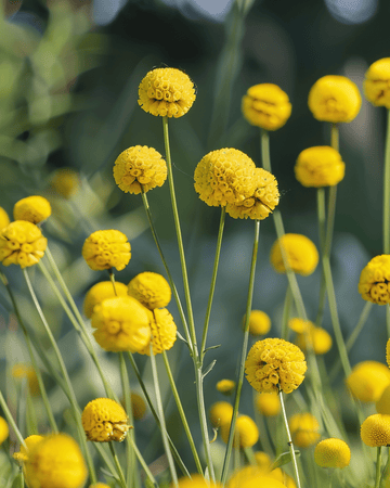 Semillas de Drumstick (Craspedia globosa) – flor anual