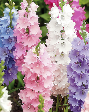 Semillas de espuela de caballero Hyacinth Flowered Mixed (Delphinium ajacis) – flor anual