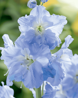 Sementes de esporas-da-cavalheiro Summer Blues Delphinium Grandiflorum — anual
