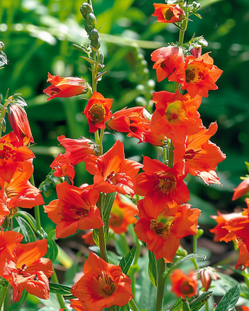 Semillas de espuela de caballero Fox Orange Red (Delphinium nudicaule) – anual