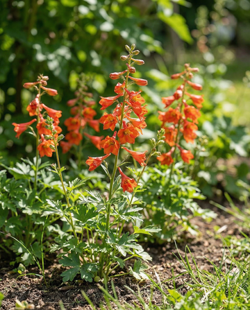 Espuela de caballero Fox Orange Red (Delphinium nudicaule) – semillas anuales de SeedsChoice