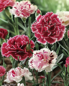 Sementes de Indian Pinks Dianthus Chinensis Mix Anual de Flor Dupla