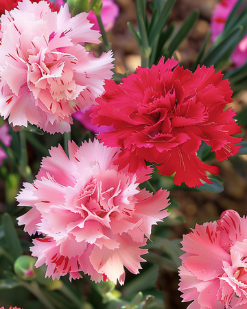 Sementes de cravo Chabaud (Dianthus caryophyllus) – mistura anual