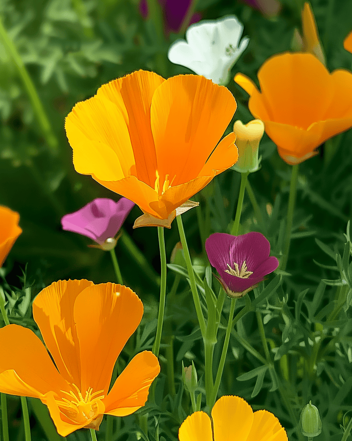Sementes Eschscholtzia Single Mixed (Eschscholzia californica) – flor anual