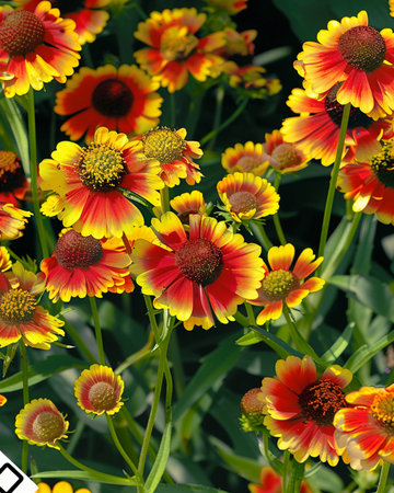 Semillas de Rotgold Hybrid (Helenium autumnale) – planta perenne