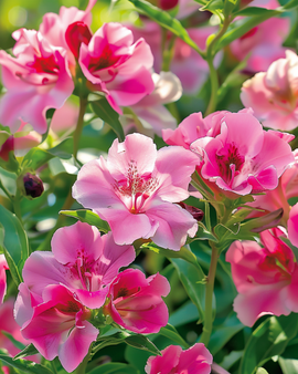 Semillas de godetia Clarkia amoena anual Mixed Single Flowered