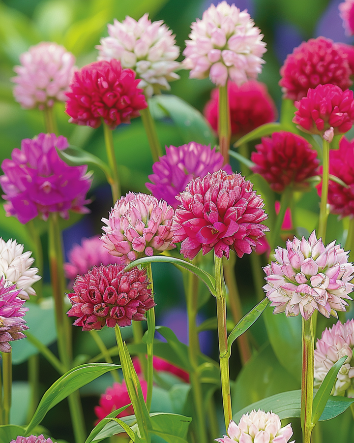 Sementes Globe Amaranth Mixed (Gomphrena globosa) – flor anual