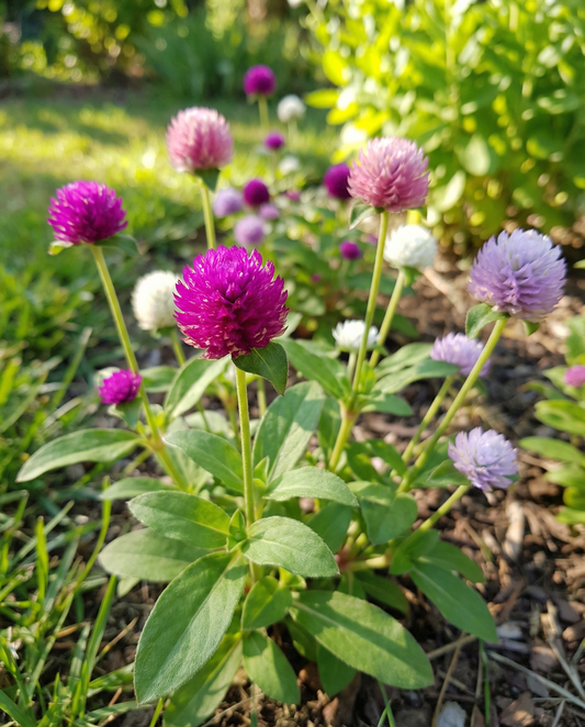 Globe Amaranth Mixed (Gomphrena globosa) – sementes de flor anual da SeedsChoice