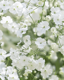 Semillas de Gypsophila Elegans anual Covent Garden