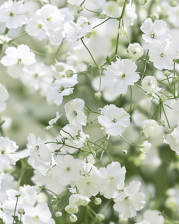 Semillas de Baby's Breath Covent Garden (Gypsophila elegans) – anual