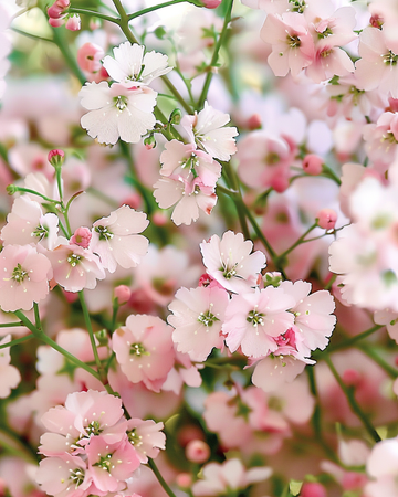 Semillas de Baby's Breath Pink (Gypsophila elegans) – flor anual