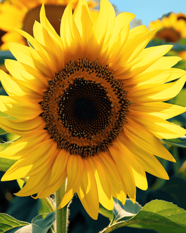 Semillas de girasol simple gigante Helianthus Annuus anual 250 cm