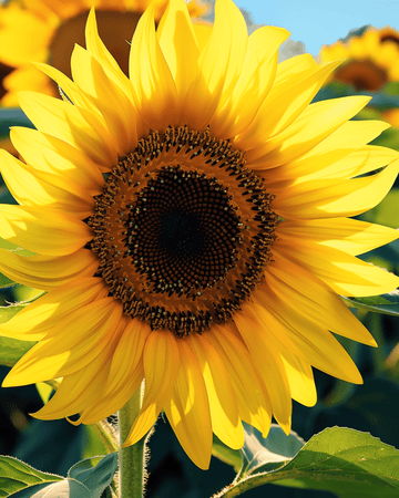Semillas de girasol simple gigante 250 cm (Helianthus annuus) – flor anual