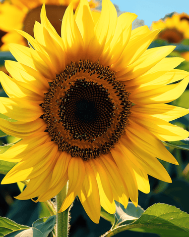 Semillas de girasol simple gigante 250 cm (Helianthus annuus) – flor anual