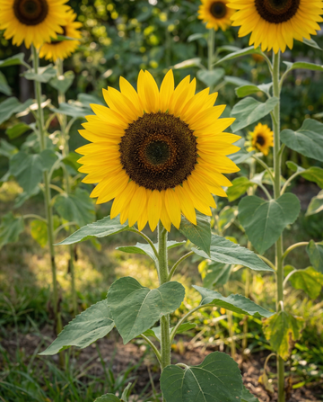 Girasol simple gigante 250 cm (Helianthus annuus) – semillas de flor anual de SeedsChoice