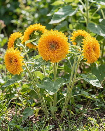 Semillas de girasol Sungold Dwarf Double Flowered (Helianthus annuus) – semillas de flor anual de SeedsChoice