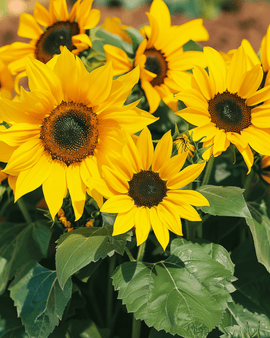 Sementes de Girassol Pacino Helianthus Annuus Variedade Anual
