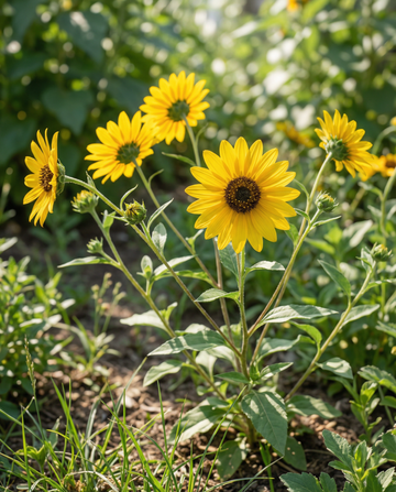 Girassol Stella (Helianthus debilis) – sementes de flor anual da SeedsChoice