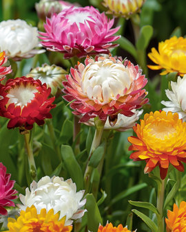 Semillas de siempreviva enana Tom Thumb Helichrysum bracteatum anual