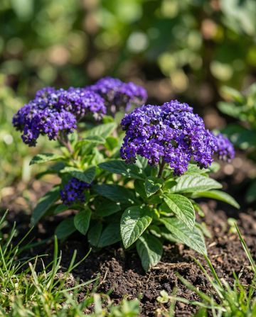 Heliotropo Marine (Heliotropium arborescens) – semillas de flor anual de SeedsChoice