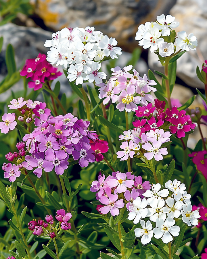 Sementes de Iberis Mista (Iberis umbellata) – mistura anual